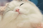 猫猫狗狗15