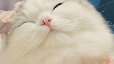 猫猫狗狗15
