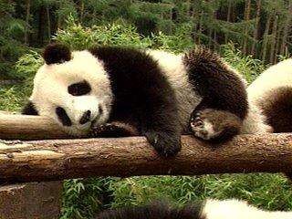 Debian 各版本代号及armbian固件名称解释