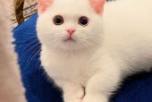 猫猫狗狗17