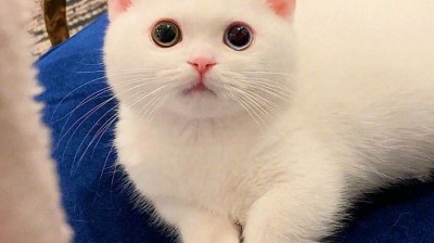 猫猫狗狗17
