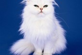 猫猫狗狗13
