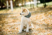 猫猫狗狗11