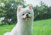 猫猫狗狗9
