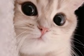 猫猫狗狗16