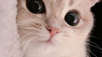 猫猫狗狗16