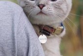 猫猫狗狗14