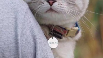 猫猫狗狗14