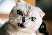 猫猫狗狗12